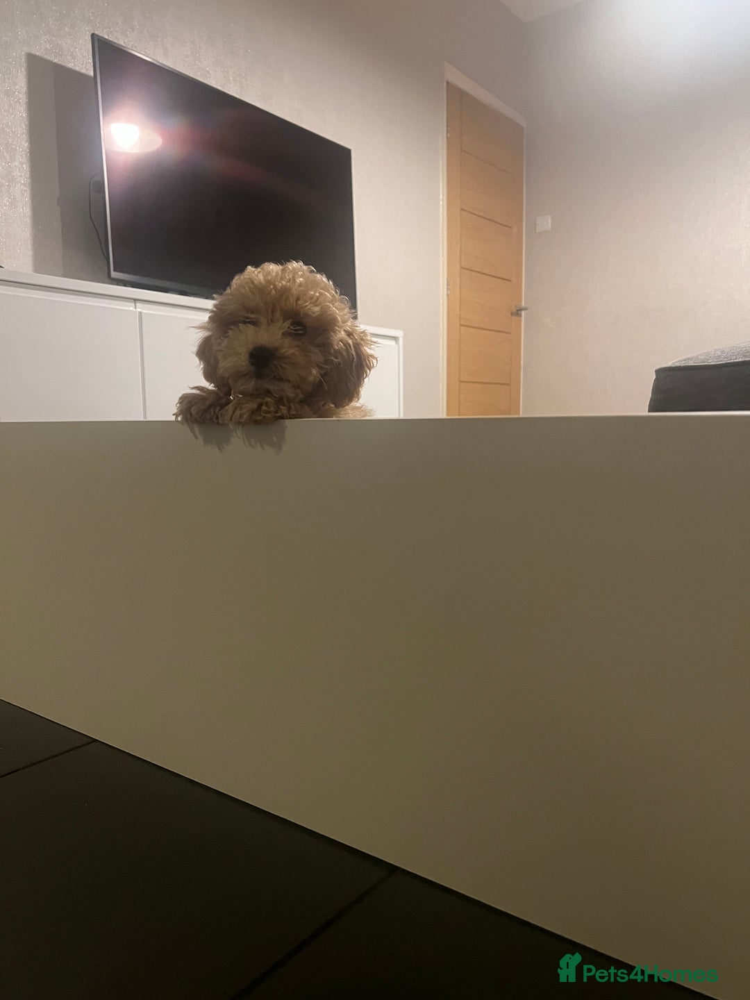 Maltipoo dogs for sale: Gorgeous 3 month old Maltipoo boy 🐶🥰 - Image 7