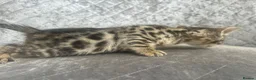 Bengal cats for sale: Gorgeous litter of TICA registered bengal kittens  - Advert 10