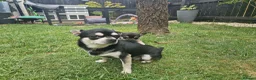 Chihuahua dogs for sale: Black and tan Chihuahua girl puppy - Advert 7