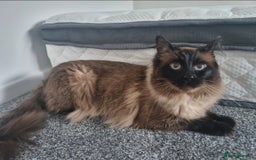 Ragdoll cats for sale: Chocolate Point Ragdoll male - Advert 7