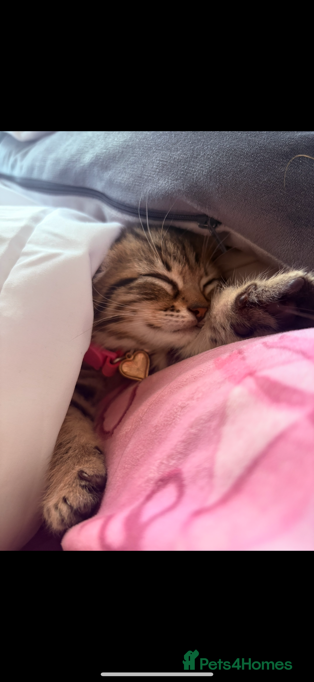 Bengal cats for sale: Female kitten called Luna  - Advert 3