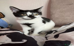 Mixed Breed cats for sale: Female cat 6 months old - Image 3