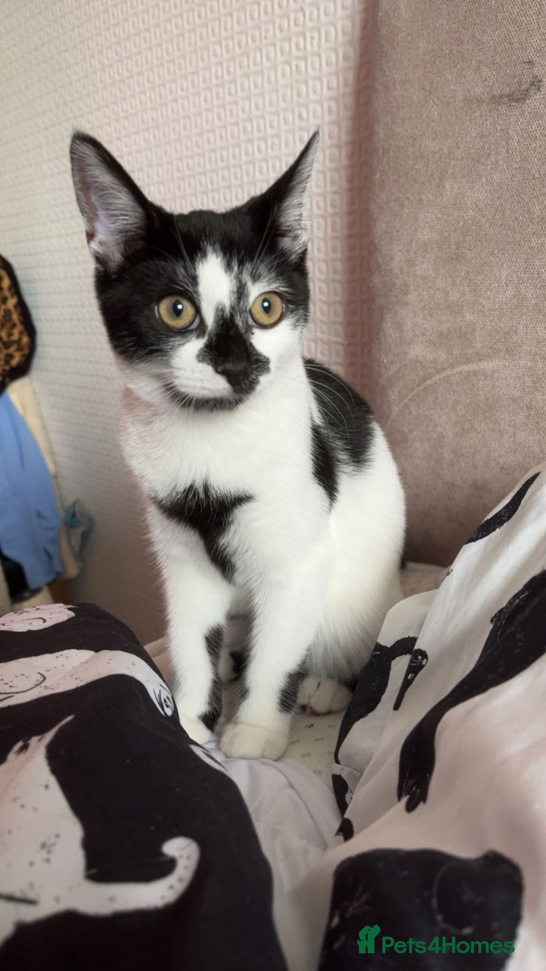 Mixed Breed cats for sale: Female cat 6 months old - Image 3
