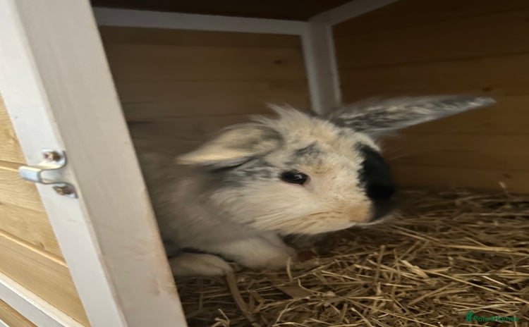Dwarf Lop rabbits - Advert 1