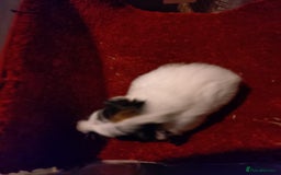 Guinea Pig rodents for sale: Males and females adults aswell - Advert 4