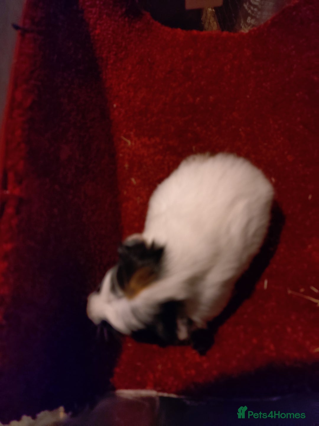 Guinea Pig rodents for sale: Males and females adults aswell - Advert 4