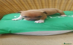 Plummer Terrier dogs for sale: Plummer terrier pups 1 girl left  - Image 4