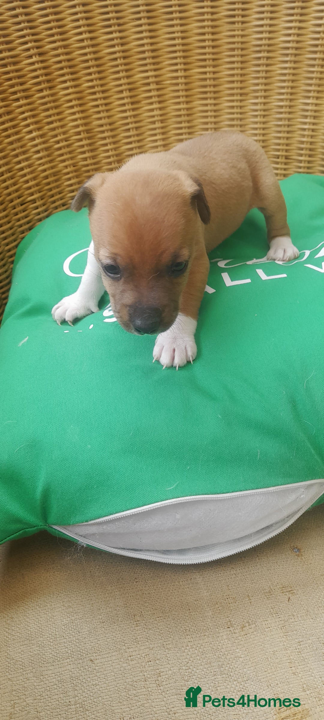Plummer Terrier dogs for sale: Plummer terrier pups 1 girl left  - Image 4