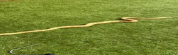 Python Snake reptiles for sale: 2 reticulated pythons  in Flint - Advert 2