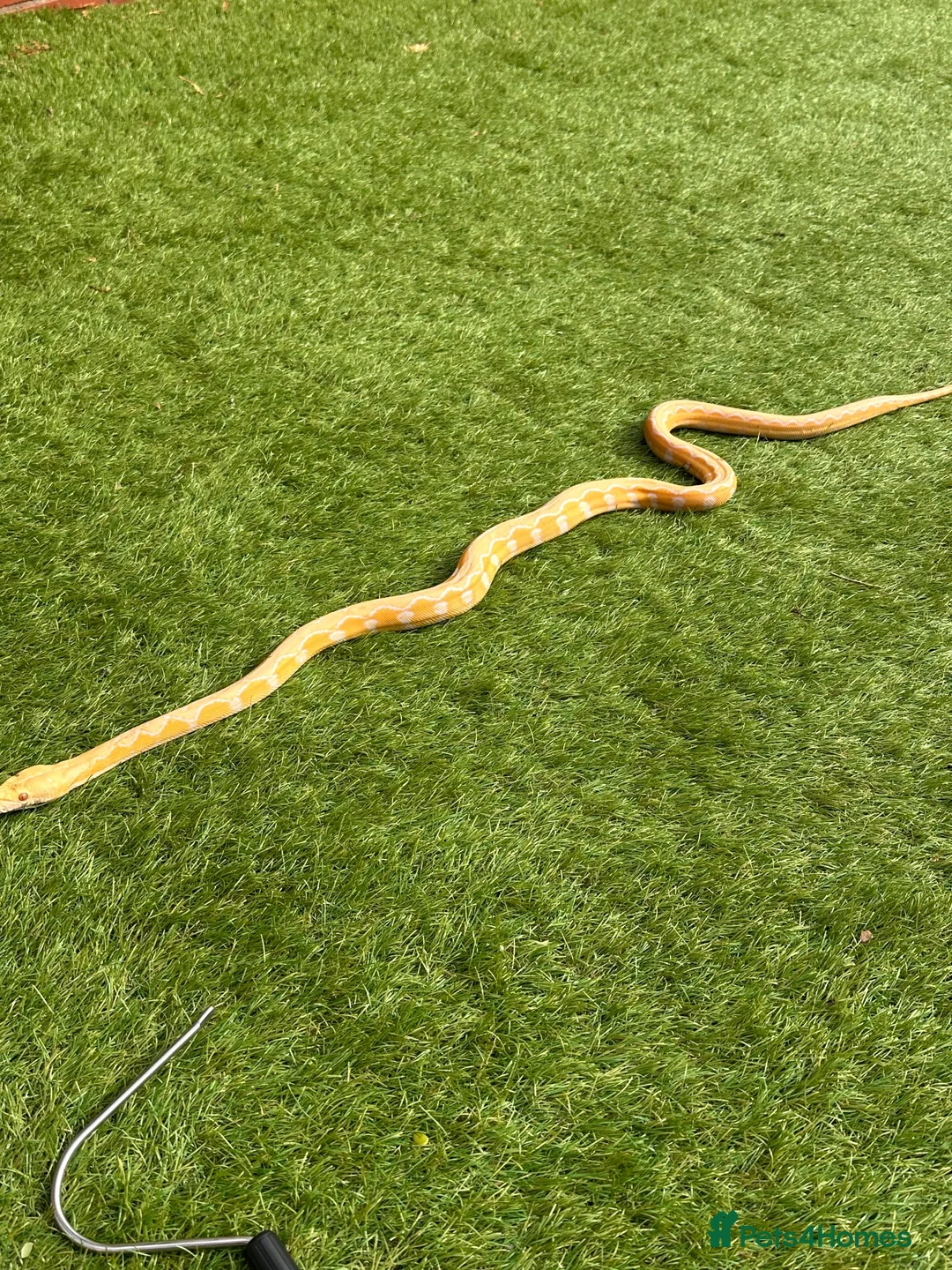 Python Snake reptiles for sale: 2 reticulated pythons  in Flint - Advert 2