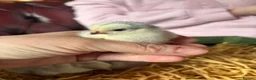 Chickens poultry for sale: Adorable Lilac Pekin Bantams & Mixed Chicks in Port Talbot - Advert 14