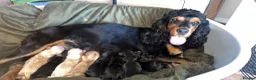Cocker Spaniel dogs for sale: Show Type Cocker Spaniels  - Advert 9