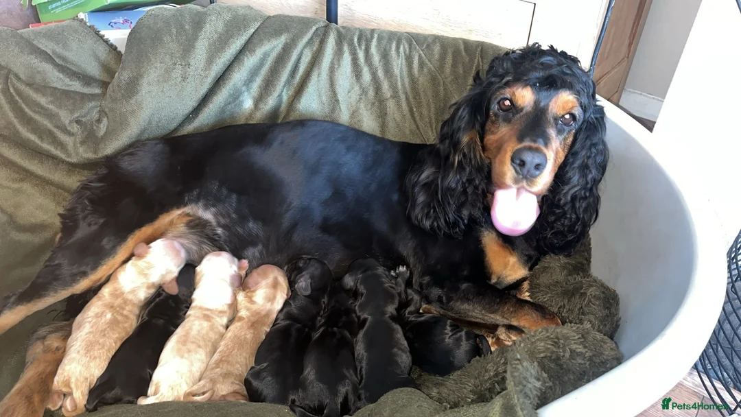 Cocker Spaniel dogs for sale: Show Type Cocker Spaniels  - Advert 9