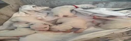 Dalmatian dogs for sale: Beautiful Dalmatian puppies - Advert 1