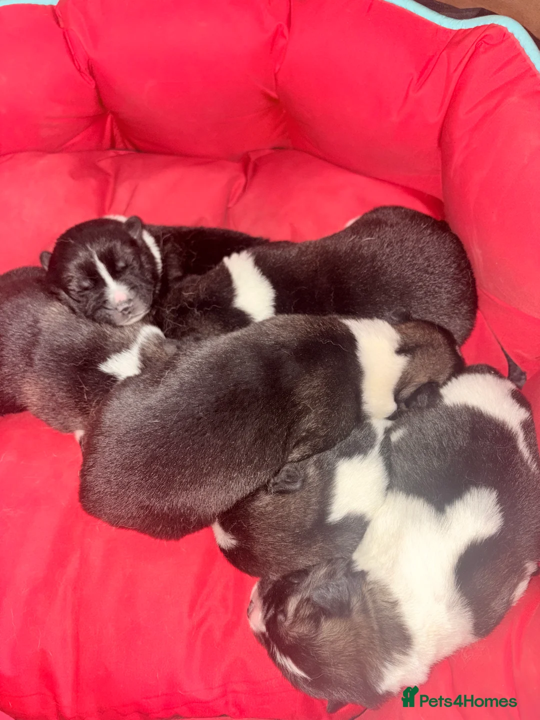 Akita dogs for sale: Akita pups March 12th ready to view  - Advert 15