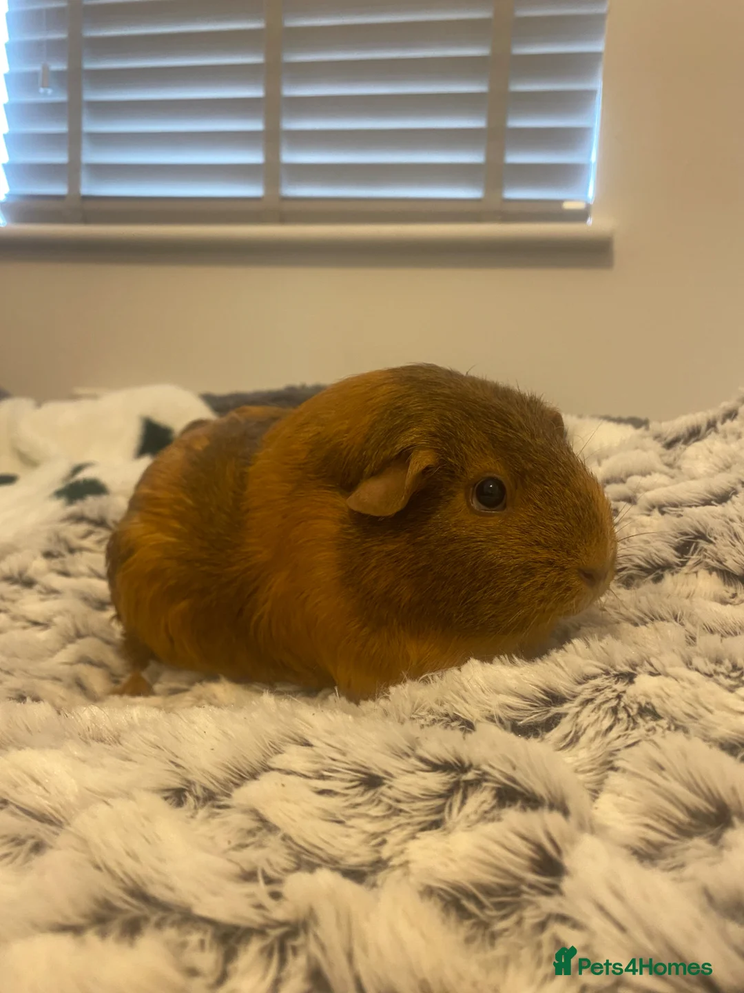 Guinea Pig rodents for sale: Free to good home 3x Guinea pigs in Swansea - Advert 9