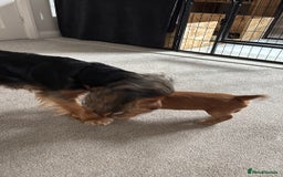 Cocker Spaniel dogs for sale: Outstanding FN clear kc reg cocker spaniel puppies - Image 29