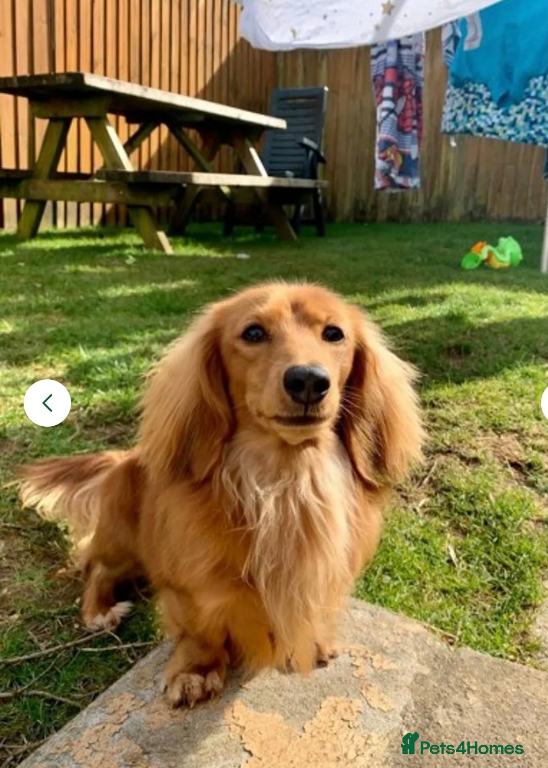 Miniature Dachshund dogs for sale: Gorgeous Long Haired Miniature Dachshund puppies!  - Image 12