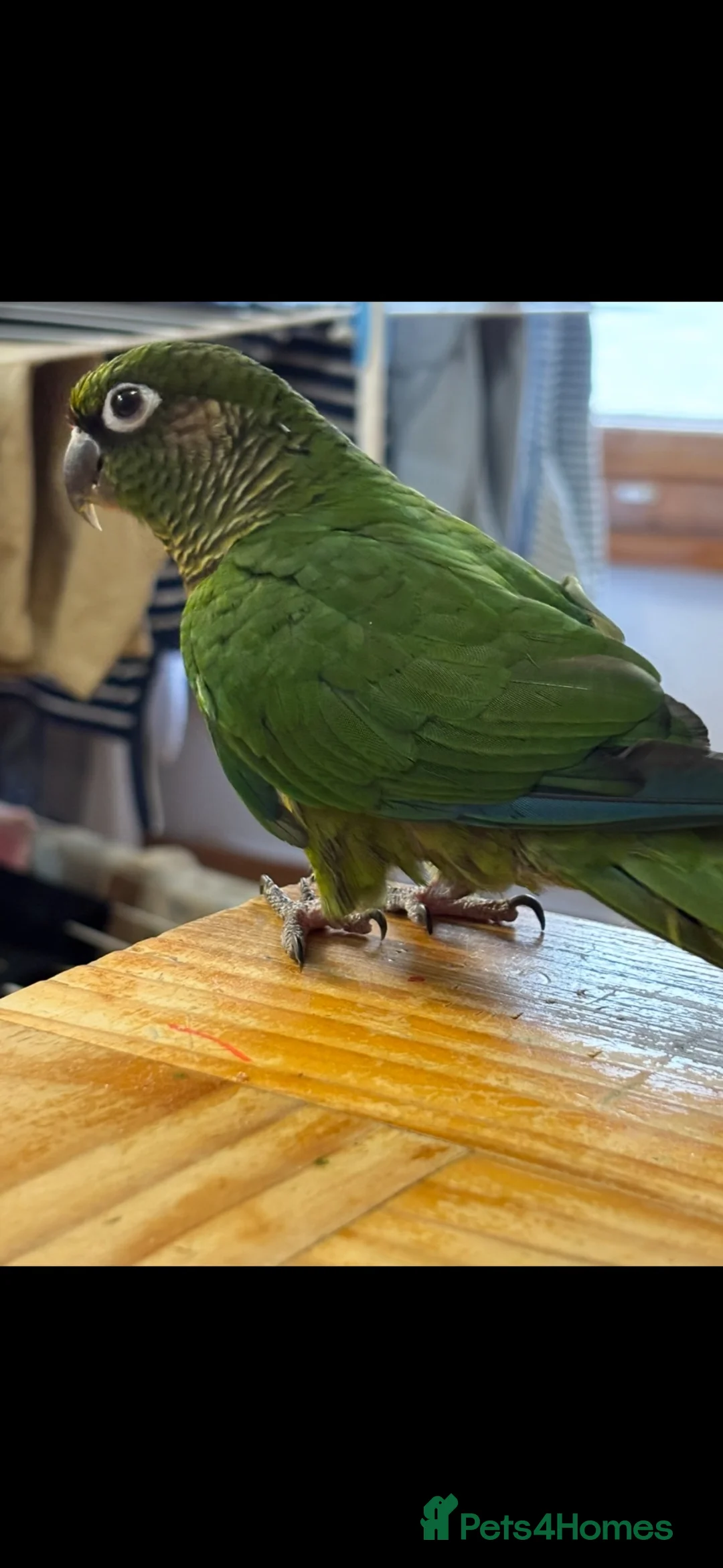 Conures birds for sale: Green cheeked conure ‘Cujo’  - Advert 2