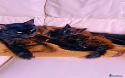 Maine Coon cats for sale: Beautiful male maine coon  - Image 6