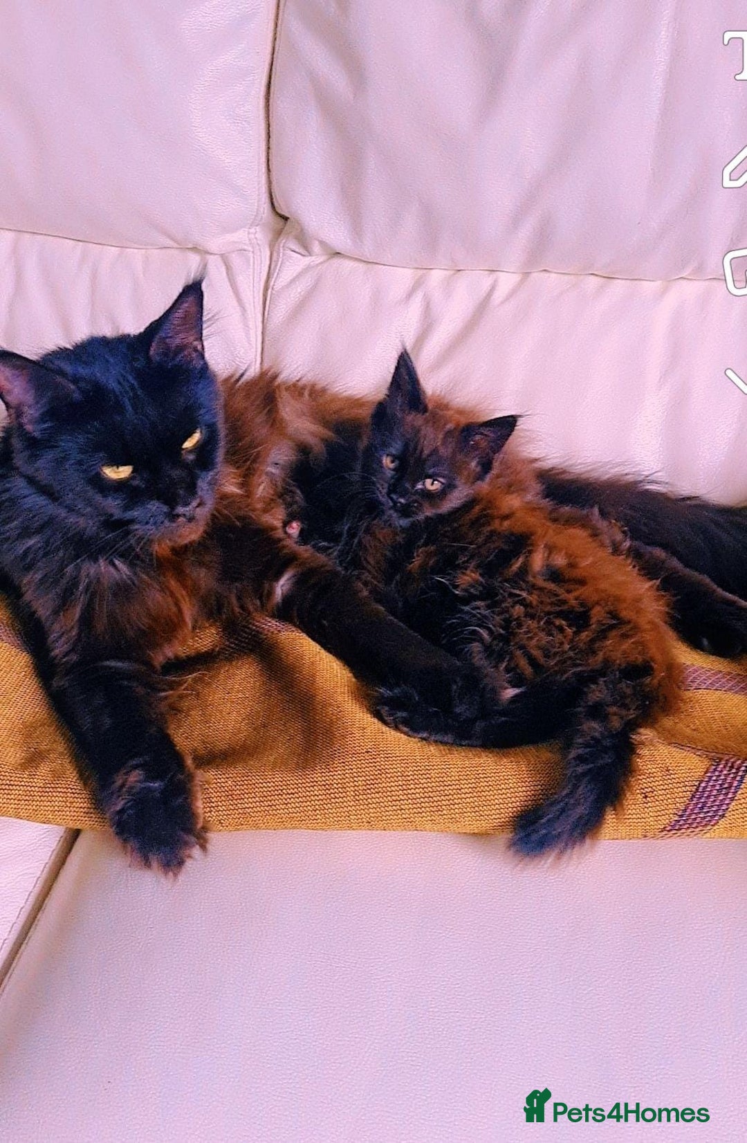 Maine Coon cats for sale: Beautiful male maine coon  - Image 6