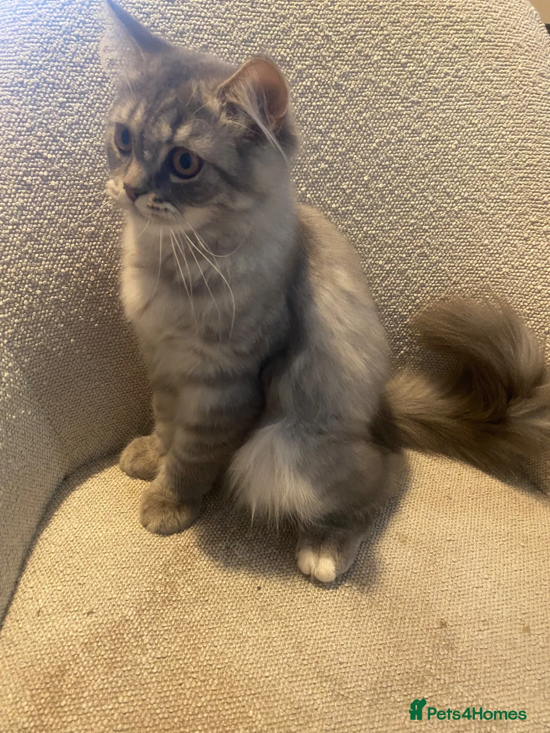 Mixed Breed cats for sale: Scottish Fold × British Shorthair Pair in Coventry - Advert 1
