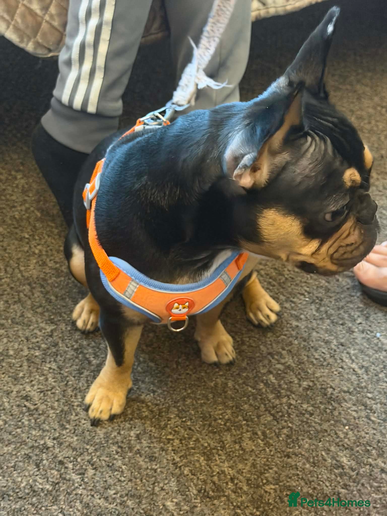 French Bulldog dogs French bulldog - Advert 5