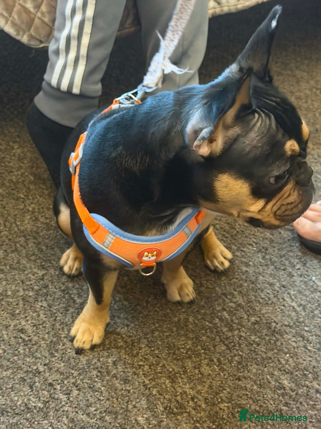 French Bulldog dogs for sale: French bulldog - Advert 1