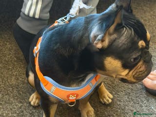 French Bulldog dogs French bulldog - Advert 1