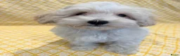 Maltipoo dogs for sale: Beautiful heath tested f1 Malitpoo babies  - Advert 4