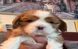 Cavalier King Charles Spaniel dogs for sale: Pedigree King Charles cavaliers - Image 4