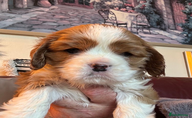 Cavalier King Charles Spaniel dogs - Advert 11