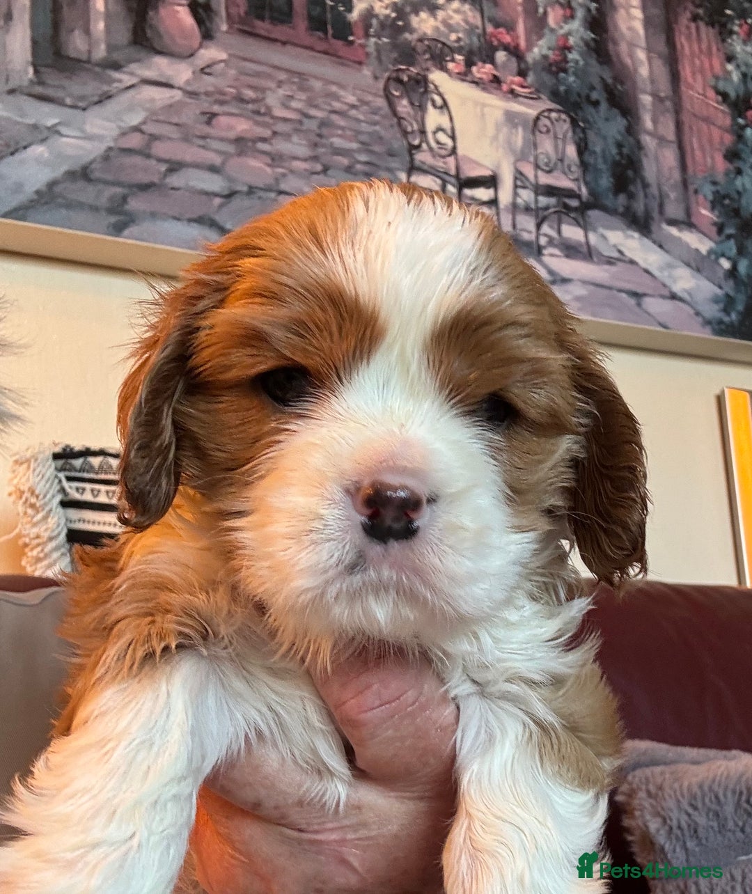 Cavalier King Charles Spaniel dogs for sale: Pedigree King Charles cavaliers - Image 4