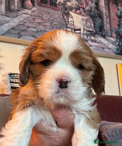 Cavalier King Charles Spaniel dogs - Advert 2