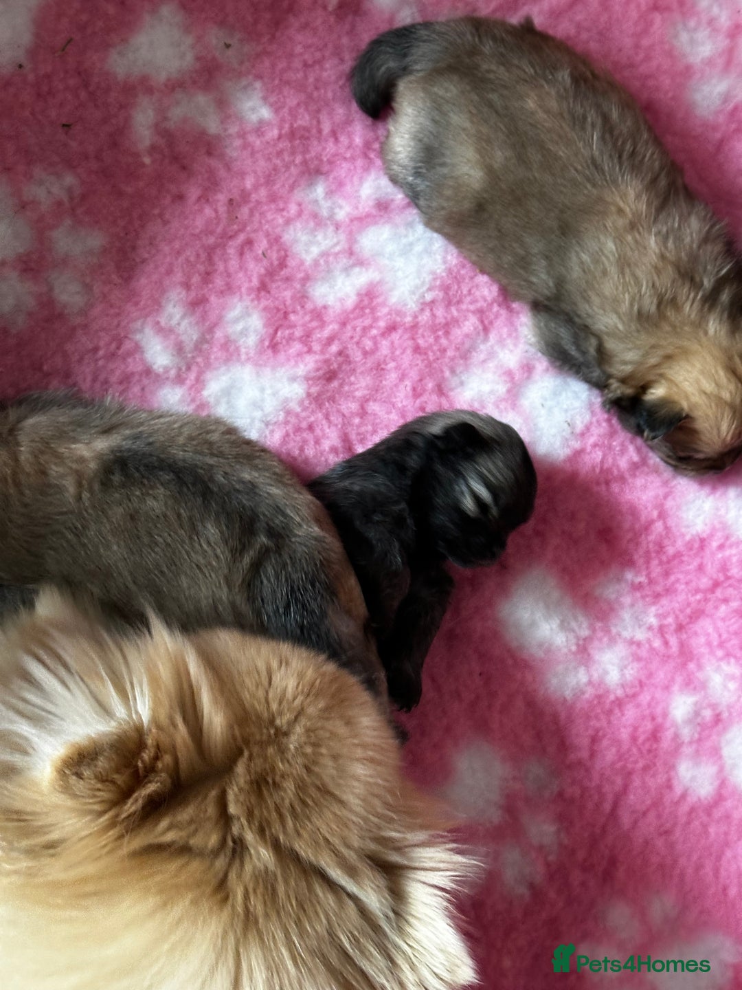 Pomeranian dogs for sale: GORGEOUS POMERANIAN PUPPIES 🐶🐶🐶🐶🐶 - Advert 17