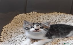 Mixed Breed cats for sale: Lovely Bengal x kittens for sale. - Advert 10