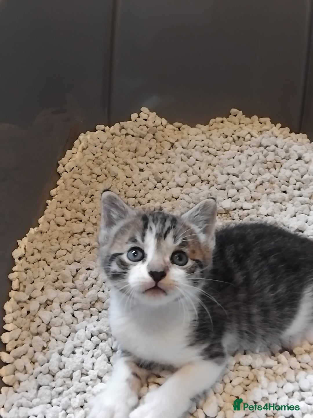 Mixed Breed cats for sale: Lovely Bengal x kittens for sale. - Advert 10