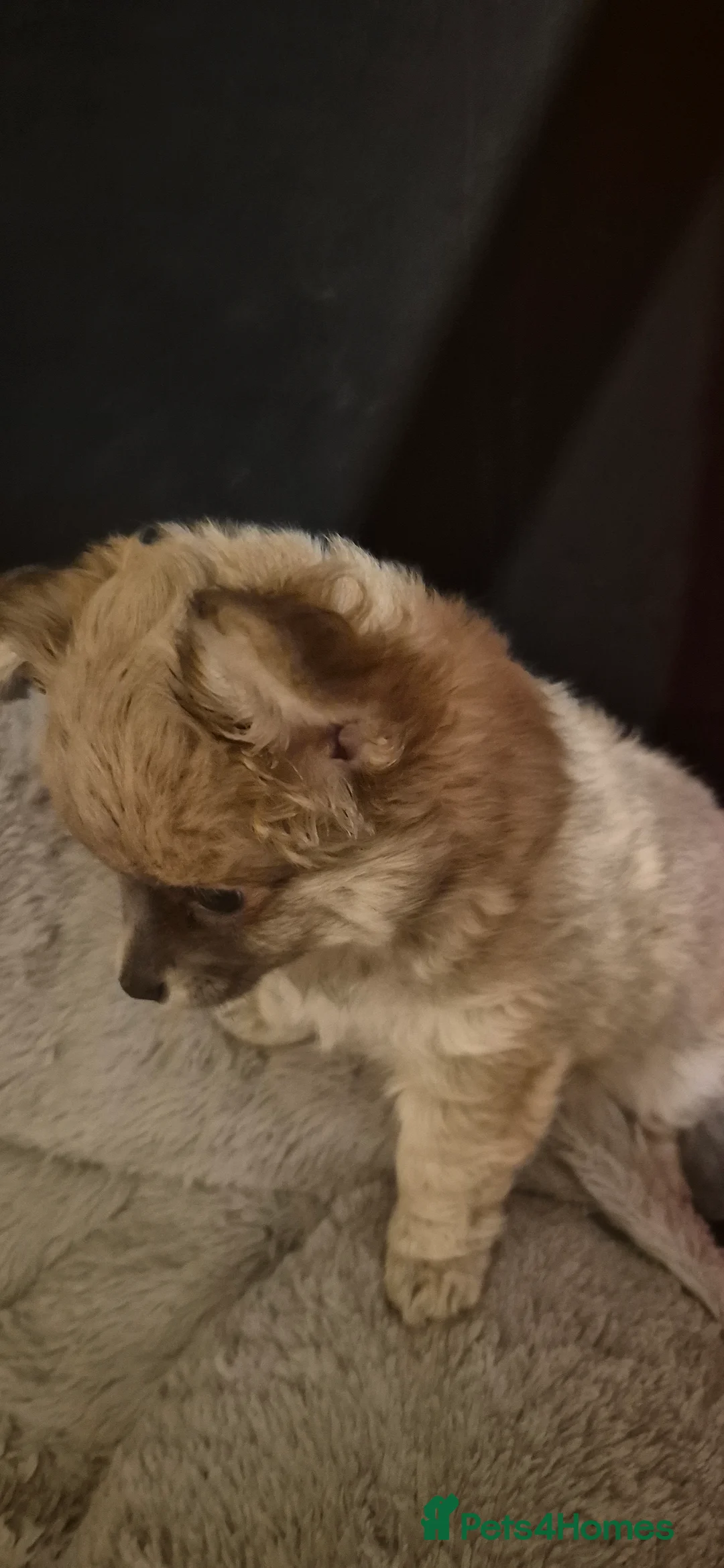 Chihuahua dogs for sale: Gorgeous Pedigree Chi Boy - Advert 7