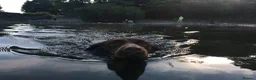 Cocker Spaniel dogs for sale: KC Registered Working Cocker Spaniel Puppies - Advert 8