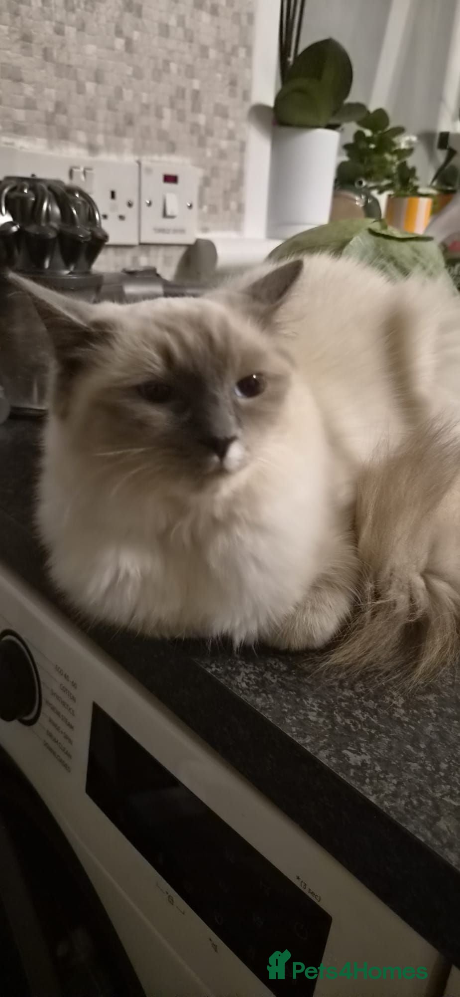 Ragdoll cats Beautiful 8-Month-Old Ragdoll Cats  - Advert 4