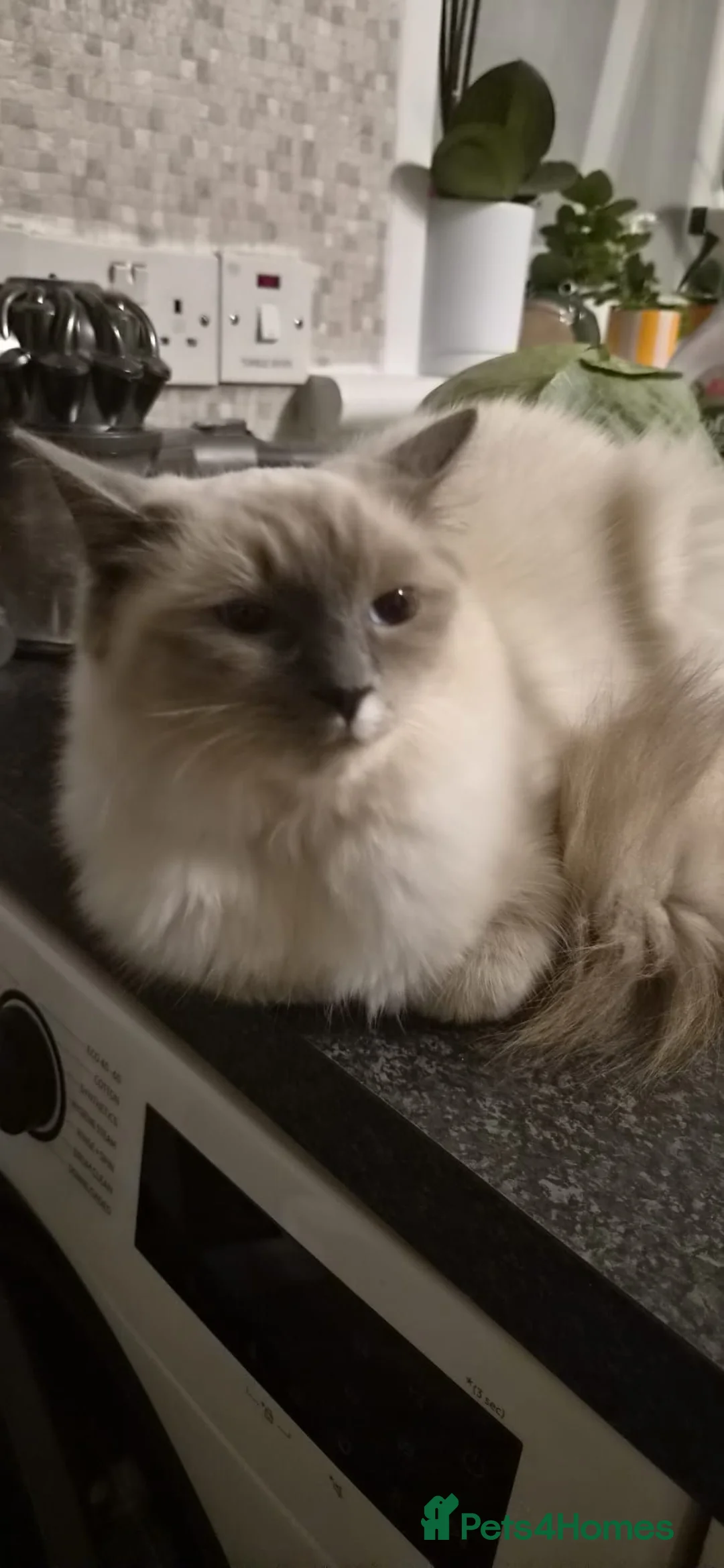 Ragdoll cats for sale: Beautiful 8-Month-Old Ragdoll Cats  - Advert 1
