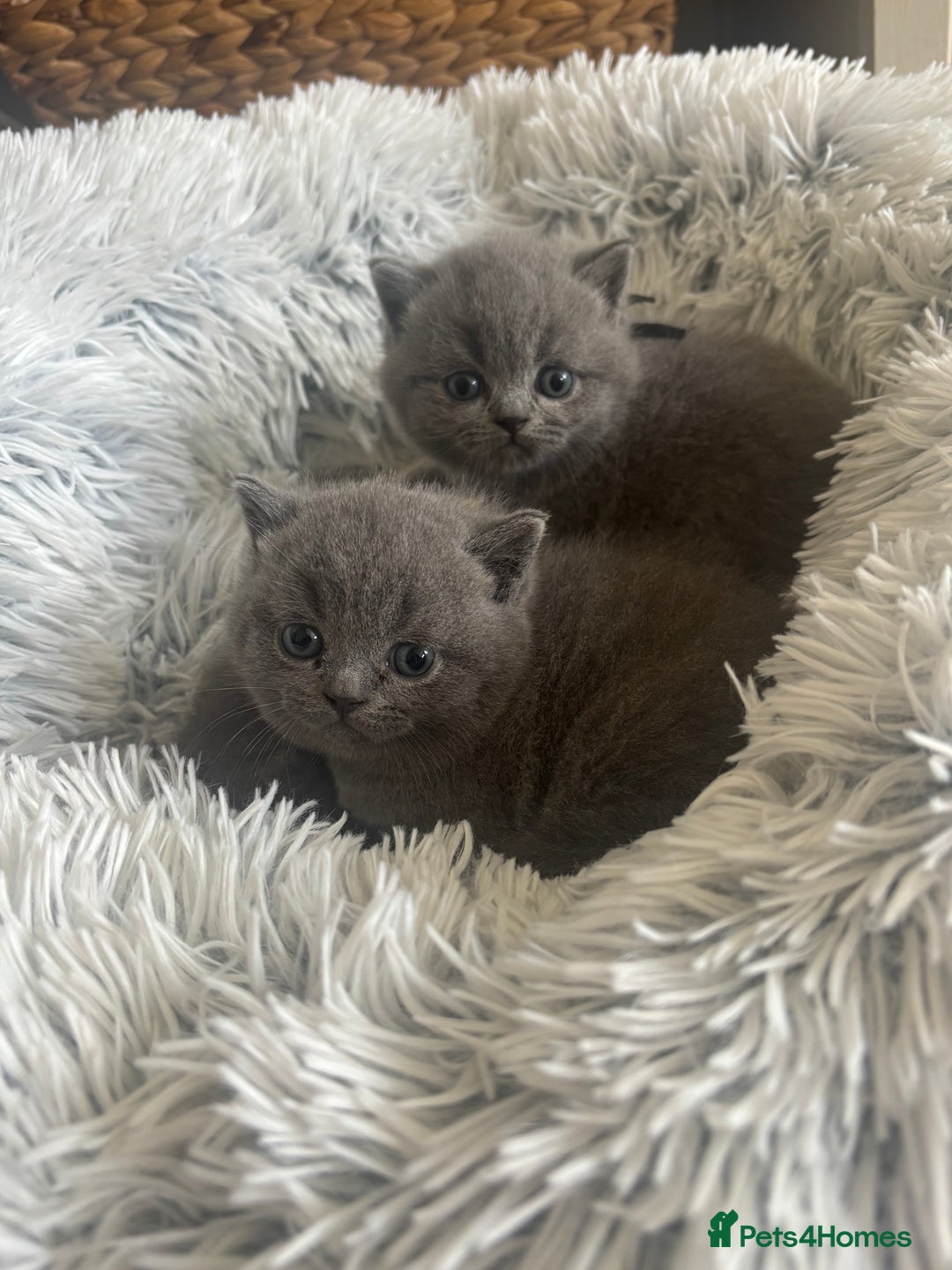 British Shorthair cats for sale: 🩶Adorable & chunky GCCF Bsh kittens🩶 - Image 13