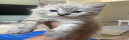 Ragdoll cats for sale: ✨ READY SOON ✨ Ragdoll Siberian Kittens - Advert 28