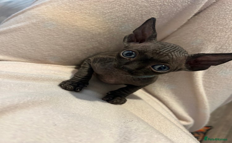 Sphynx cats - Advert 5