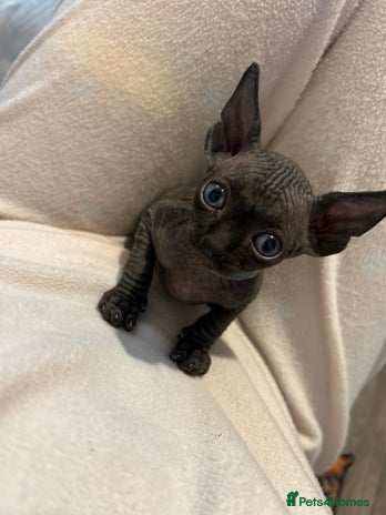 Sphynx cats - Advert 4