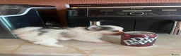 Pomsky dogs for sale: Pomsky Puppies - Advert 8
