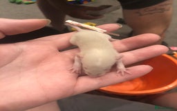 Rat rodents for sale: Rats for sale dumbo ear mother - Image 11