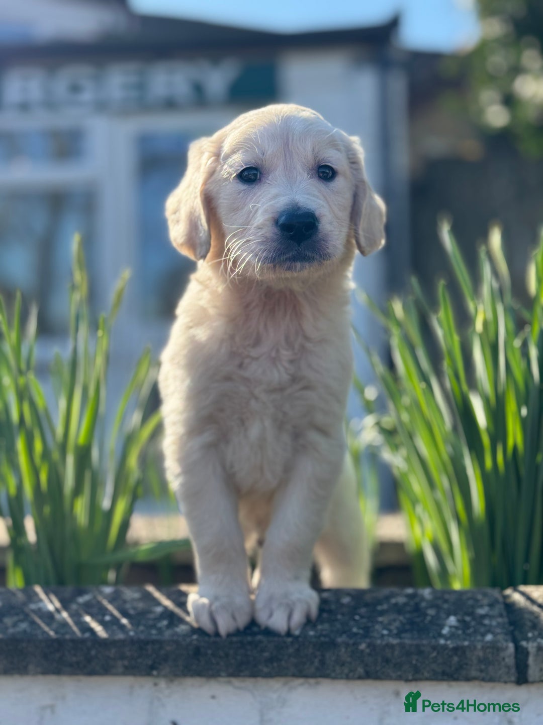 Golden Retriever dogs for sale: Adorable Golden Retriever Puppies  - Image 17