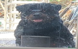 Rottweiler dogs for stud: Stunning male Rottweiler for stud  - Image 2