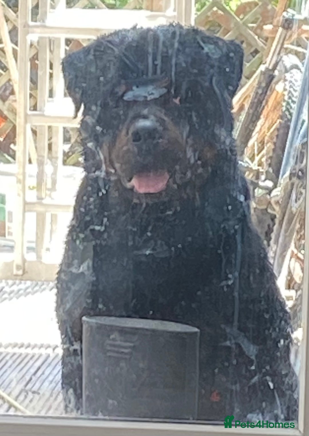 Rottweiler dogs for stud: Stunning male Rottweiler for stud  - Image 2